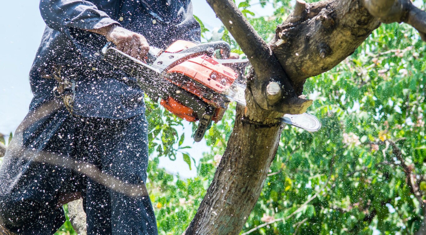 Tree Health & Maintenance service in Daly City, CA