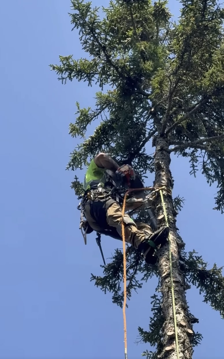 Professional tree service in Daly City, CA