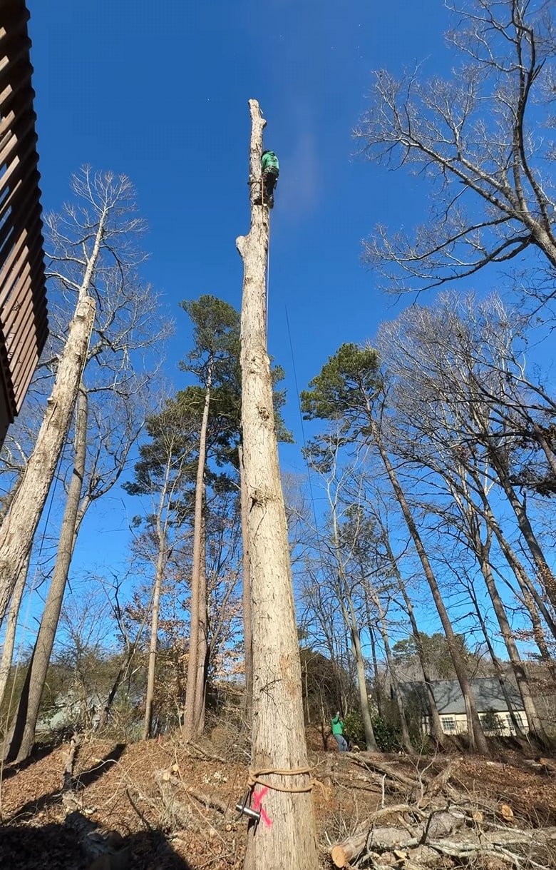 Emergency Tree Services service in Daly City, CA