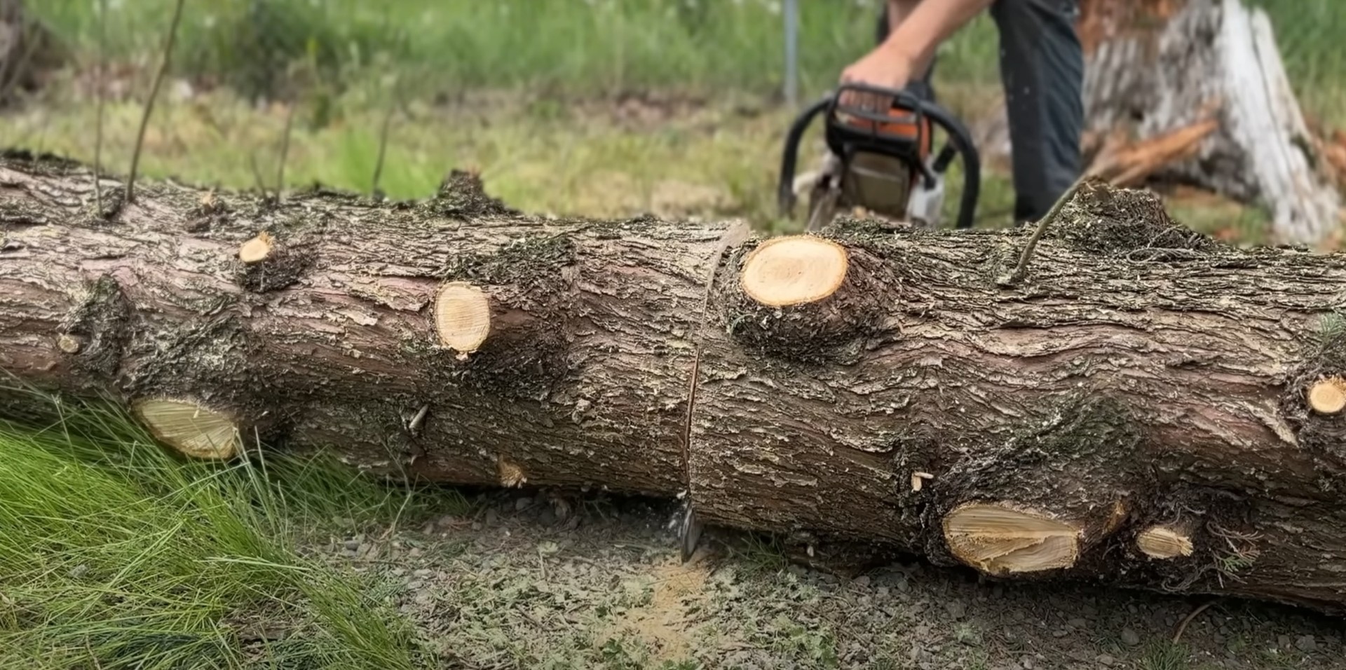 Precision tree cutting and log processing services Tree service professional using chainsaw to cut fallen tree logs for safe removal and cleanup